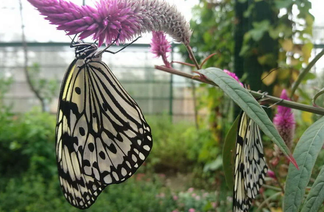 兩隻黑白斑蝶停在紫色花序吸蜜