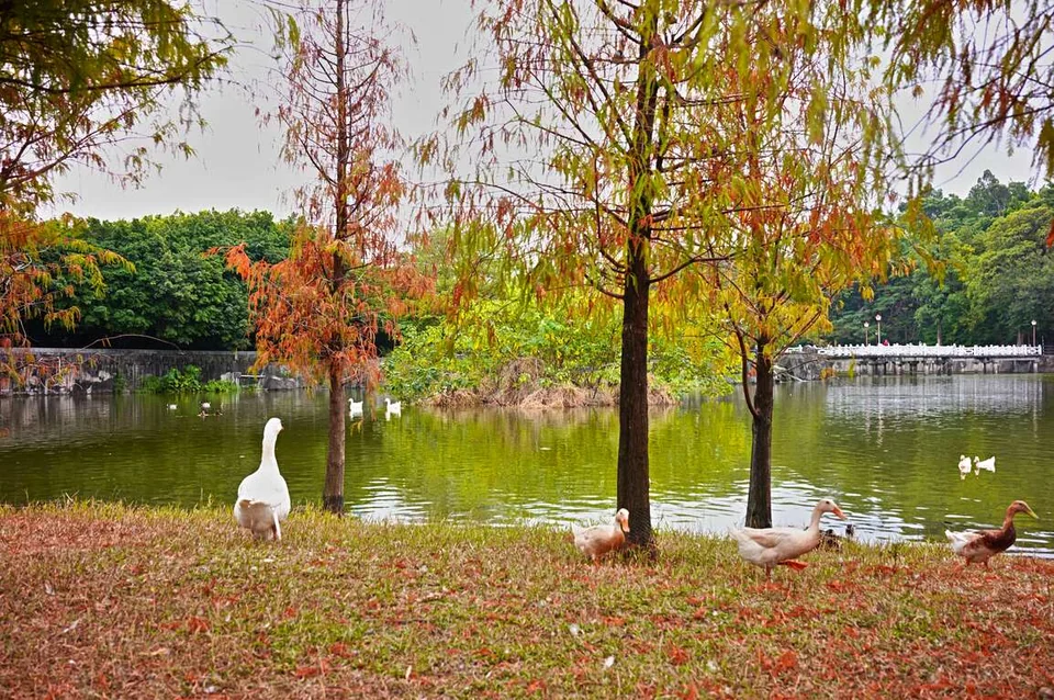 金獅湖畔樹木、湖水與水鳥